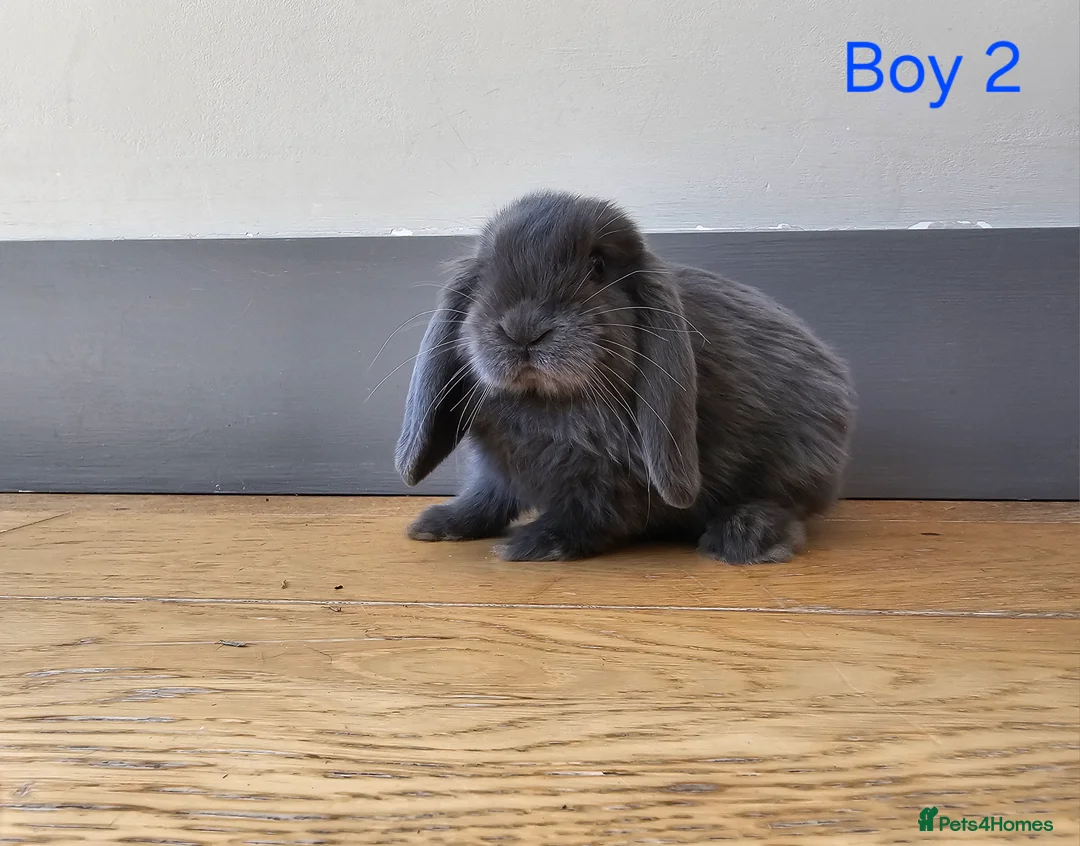 Mini Lop rabbits for sale: Mini lop in Frinton-on-Sea - Advert 1