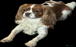 Cavalier King Charles Spaniel dogs for sale: Champion line Cavalier Pups -  **Waiting List** - Image 11