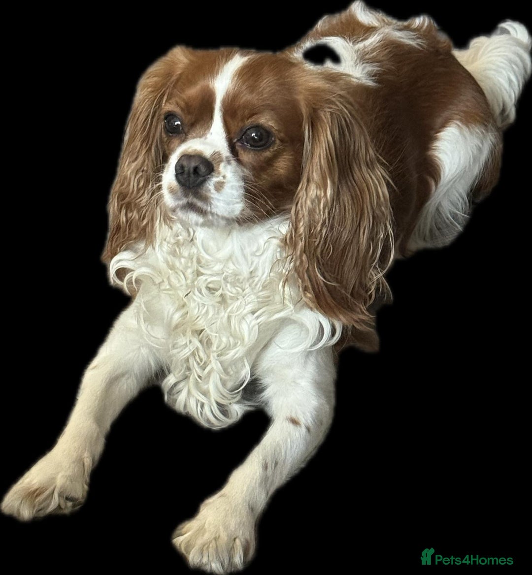 Cavalier King Charles Spaniel dogs for sale: Champion line Cavalier Pups -  **Waiting List** - Image 11