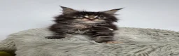 Maine Coon cats for sale: Superb quality Maine coon girls  - Advert 21