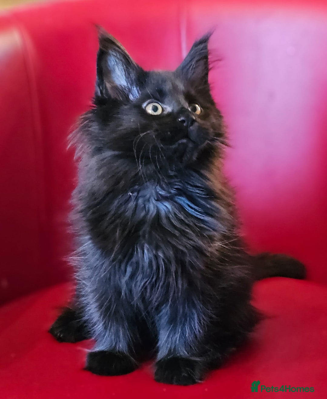 Maine Coon cats for sale: Beautiful Maine Coons kittens - Advert 15
