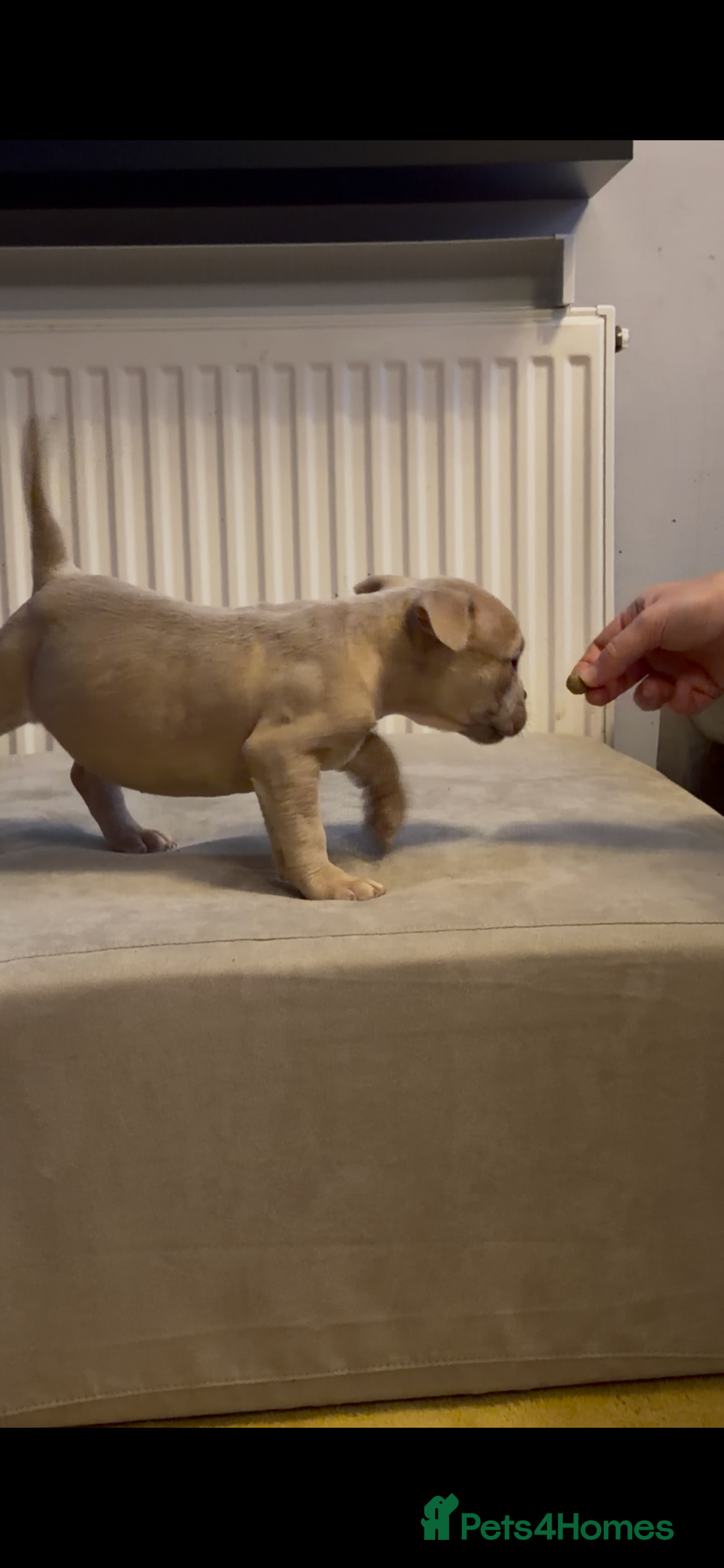 American Bully dogs for sale: 💥 Pocket bully puppies 💥 - Image 3