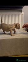 American Bully dogs - Advert 5