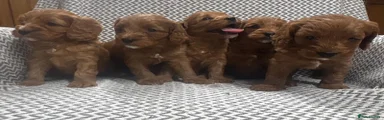Cavapoo 1