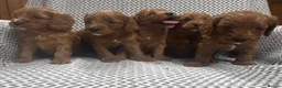 Cavapoo dogs for sale: Stunning litter of cavapoo puppies in Ty Croes - Advert 5