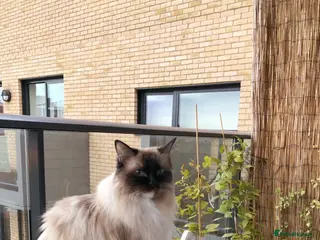 Ragdoll cats Kitty - Advert 1