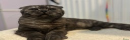 Scottish Fold cats for sale: Scottish fold - Advert 22