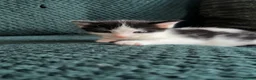 Mixed Breed cats for sale: 4 beautiful kittens looking for their forever home - Advert 5
