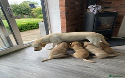 Labrador Retriever dogs for sale: Fox Red Labrador  - Image 6