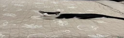 Mixed Breed cats for sale: Male cat. - Advert 3
