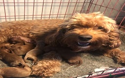 Cavapoo dogs for sale: ** TOY CAVAPOO PUPPIES BVA/PRA CLEAR ** - Image 4
