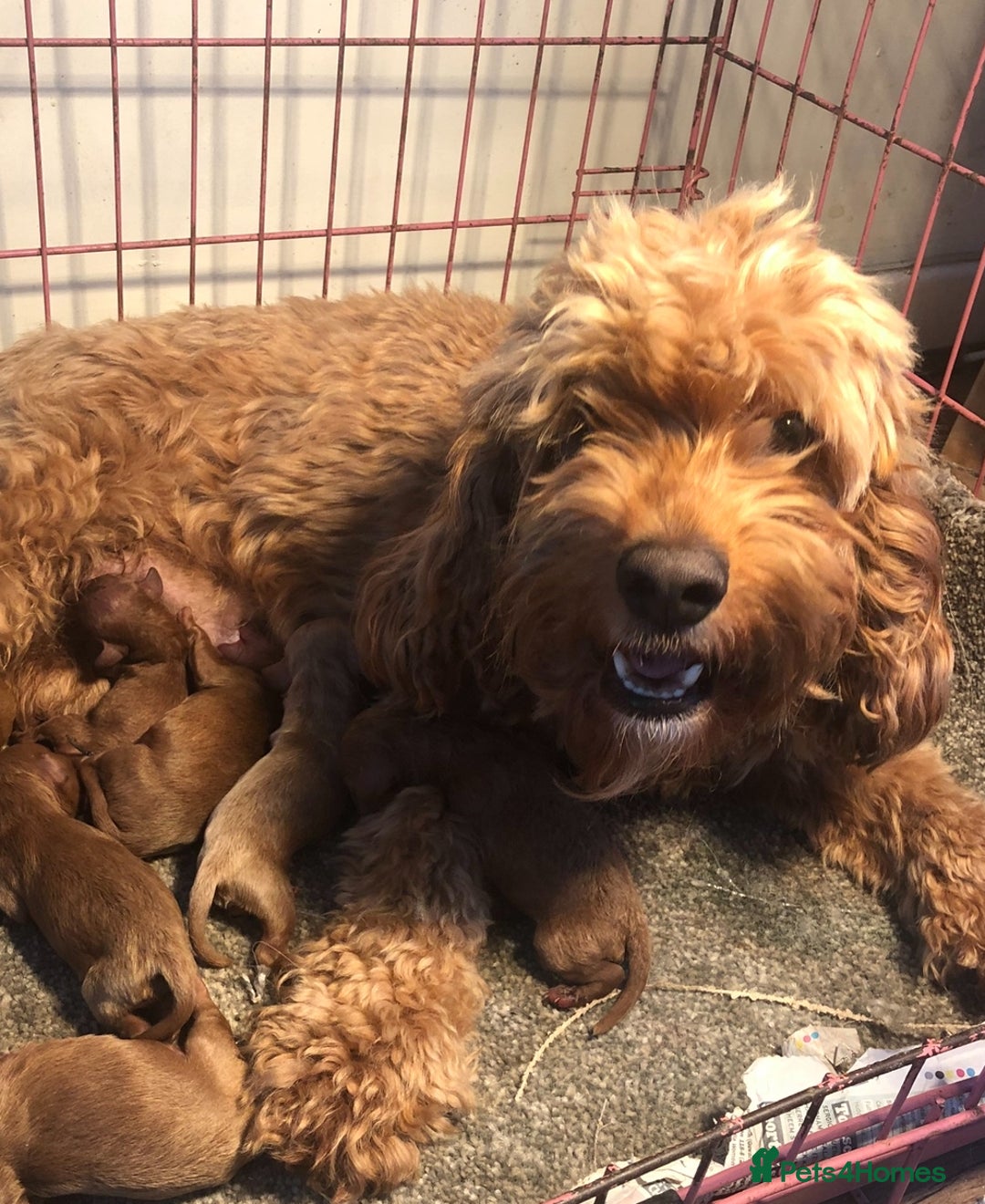 Cavapoo dogs for sale: ** TOY CAVAPOO PUPPIES BVA/PRA CLEAR ** - Image 4