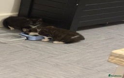 British Shorthair cats for sale: Kittens for loving homes in Welwyn Garden City - Image 14
