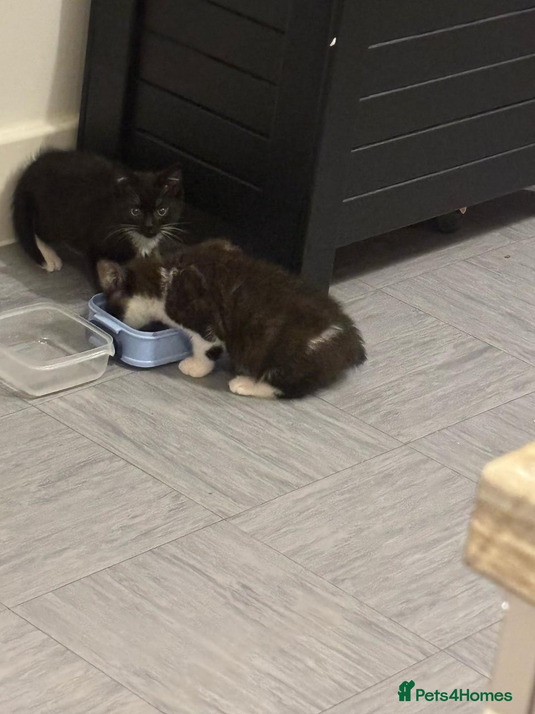 British Shorthair cats for sale: Kittens for loving homes in Welwyn Garden City - Image 14