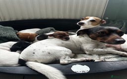Jack Russell dogs for sale: Miniature Jack Russell’s  - Image 7