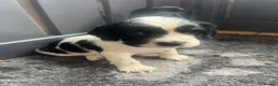 Cocker Spaniel dogs for sale: Outstanding cocker spaniel puppies - Advert 28