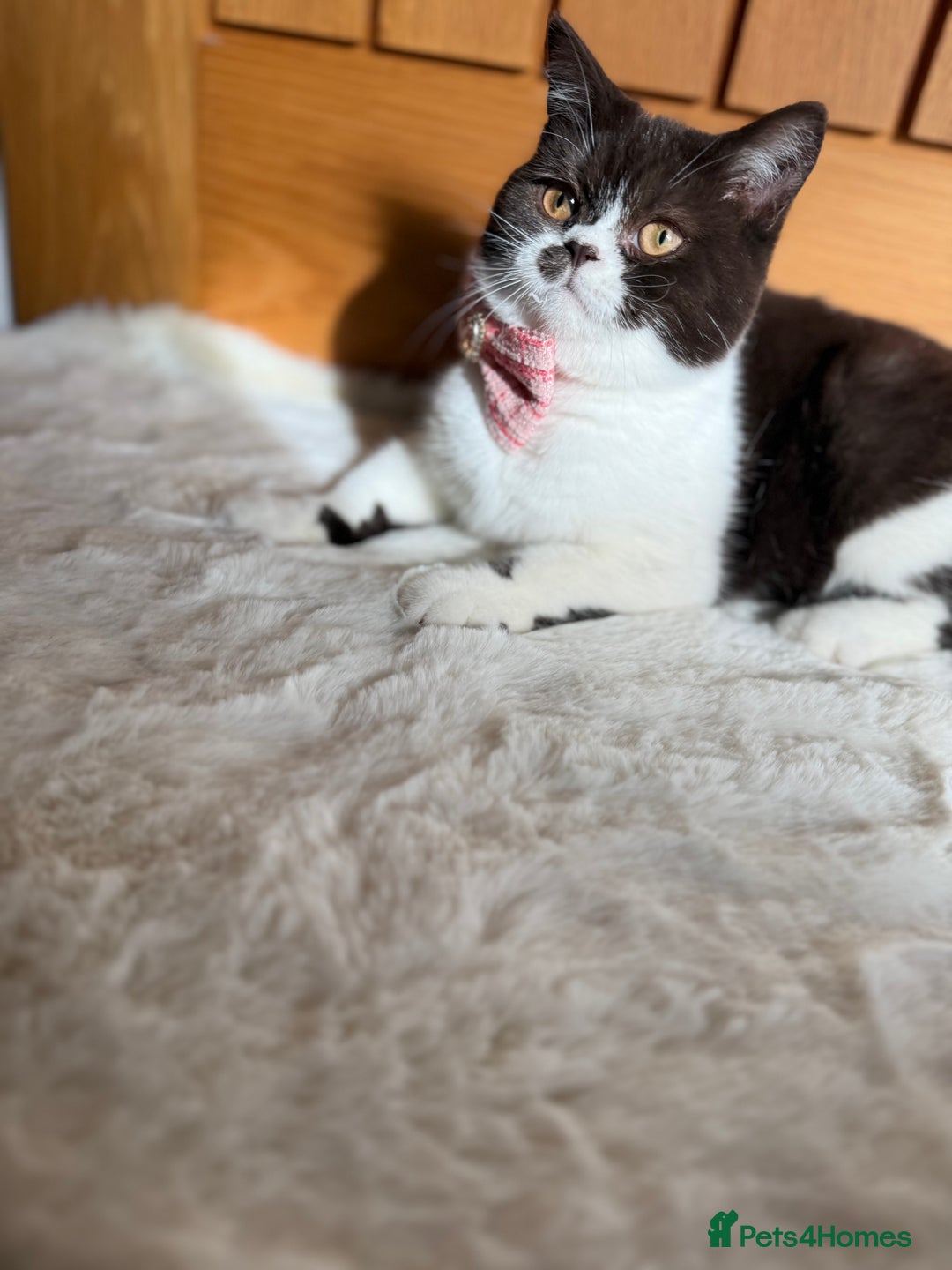 British Shorthair cats for sale: BSH GCCF Active Registered champion lines - Image 1