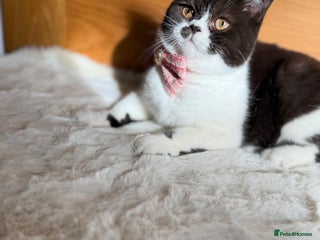 British Shorthair cats - Advert 1