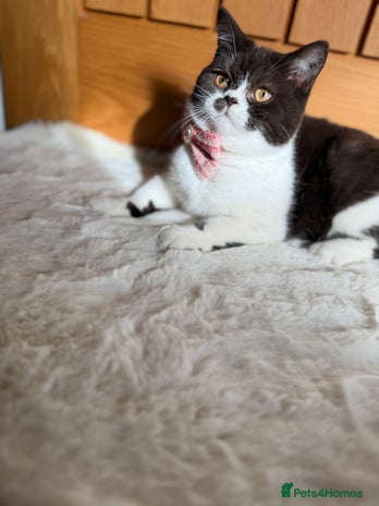 British Shorthair cats - Advert 4