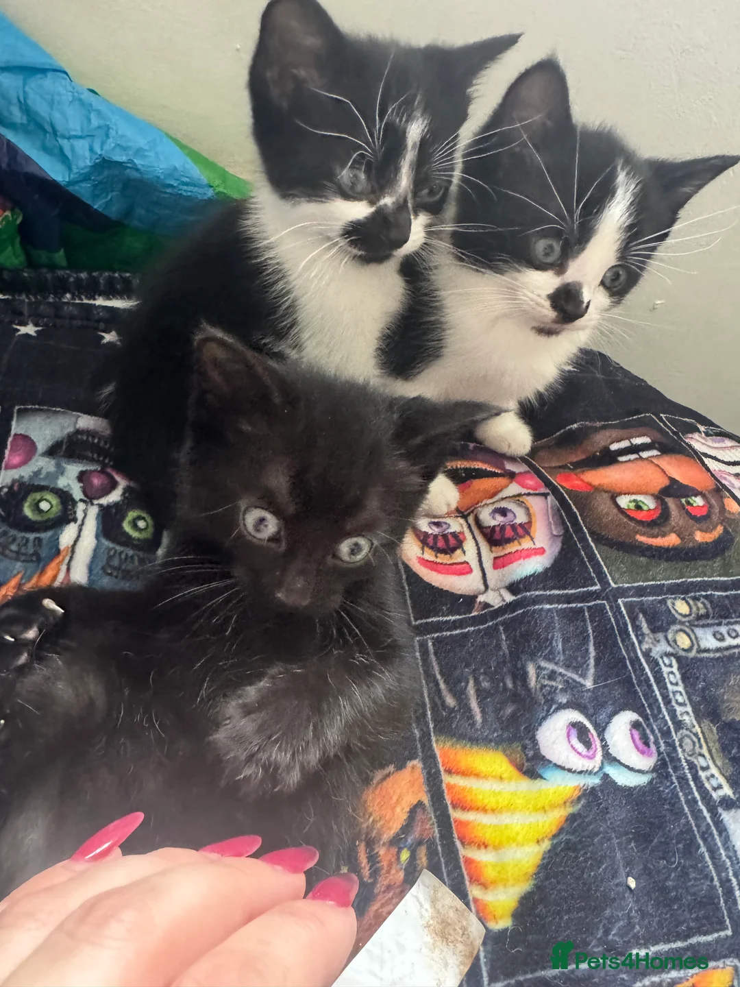 Domestic Shorthair cats for sale: 2 males 1 female kittens 8 weeks old 21/02/26  - Advert 2