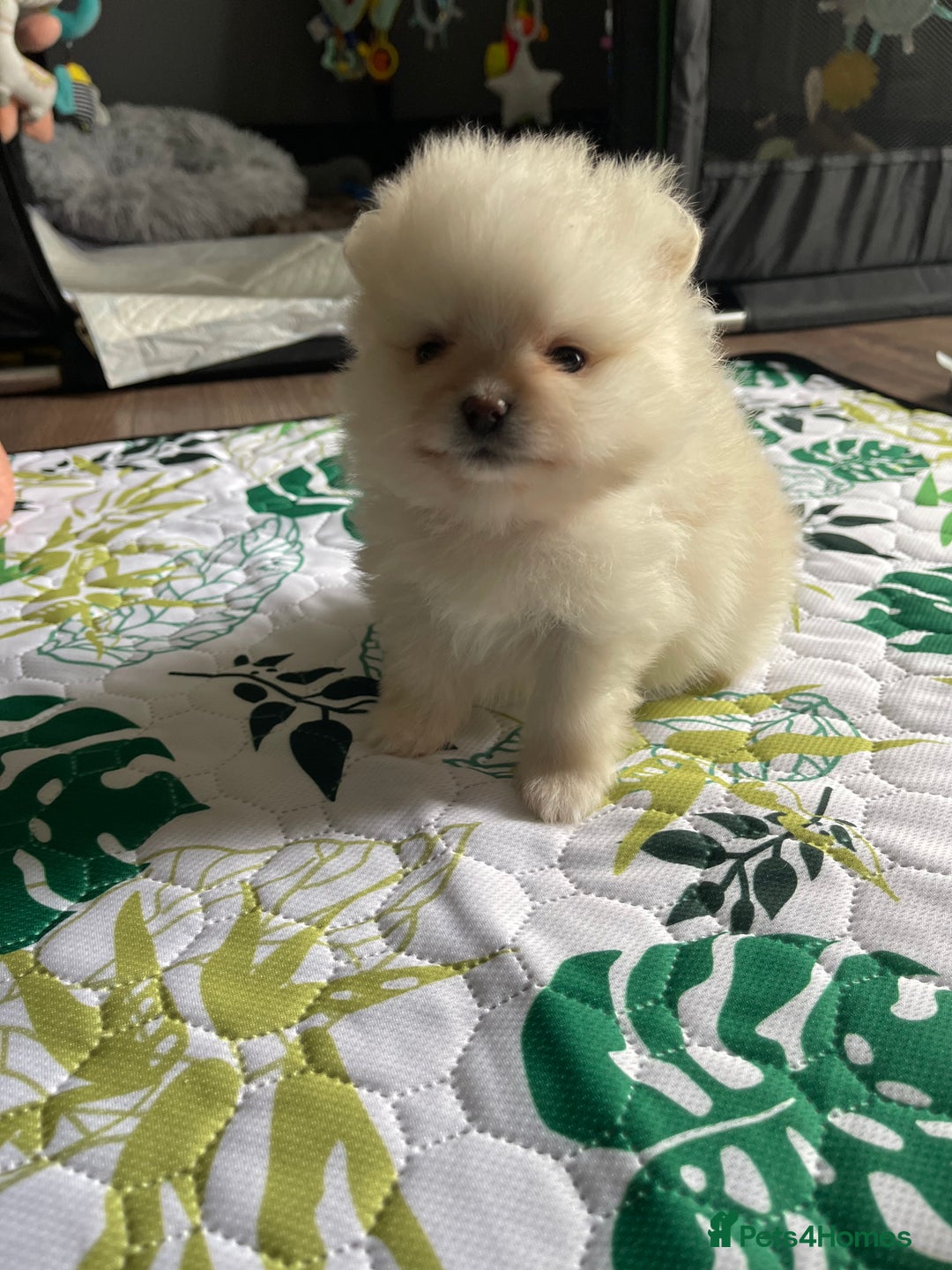 Pomeranian dogs for sale: Pomeranian Puppies – Ready Soon  - Image 12