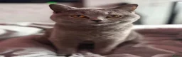 British Shorthair cats for sale: BSH female, gccf active can help with transport  - Advert 4