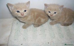 Mixed Breed cats for sale: 8 BEUTIFUL KITTENS FOR SALE - Image 9