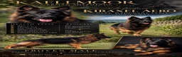 German Shepherd dogs for stud: Standing at Stud - Advert 1