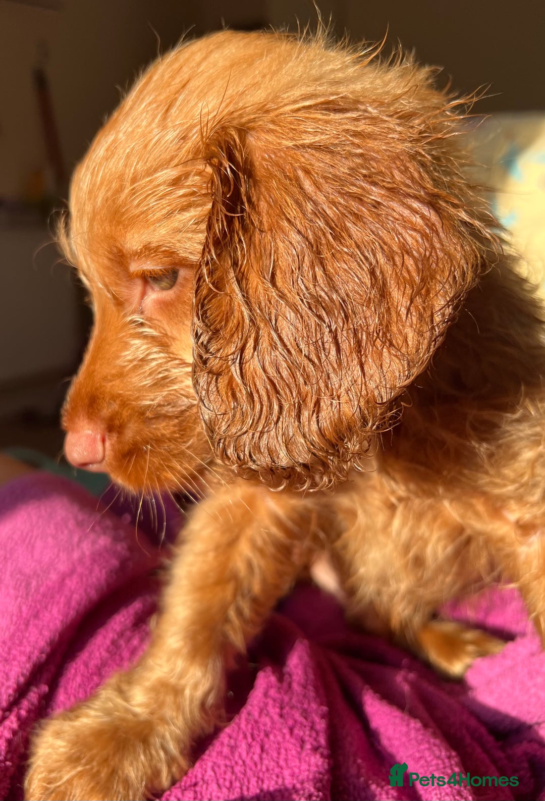 Cockapoo dogs for sale: Rare F1 apricot/ red fox DNA PRCD-PRA clear - Image 26
