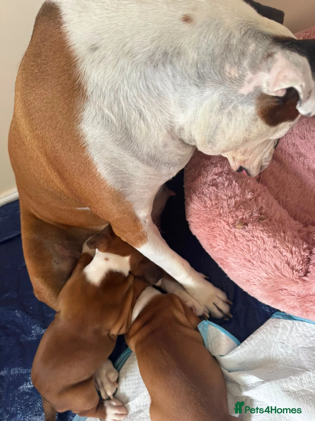 Boxer dogs for sale: Boxer girl looking for a forever home in Darlington - Advert 1