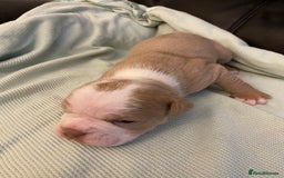 Mixed Breed dogs for sale: Old Tyme bulldogs puppies for sale.  - Image 8