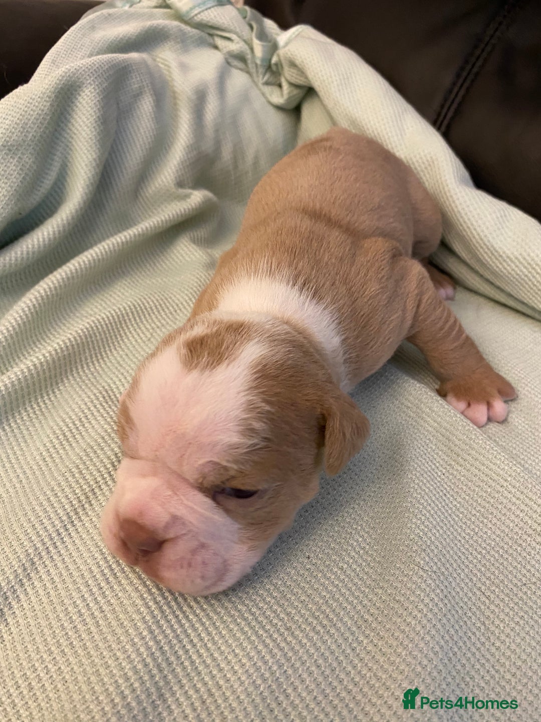 Mixed Breed dogs for sale: Old Tyme bulldogs puppies for sale.  - Image 8
