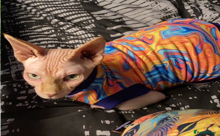 Sphynx cats - Advert 9