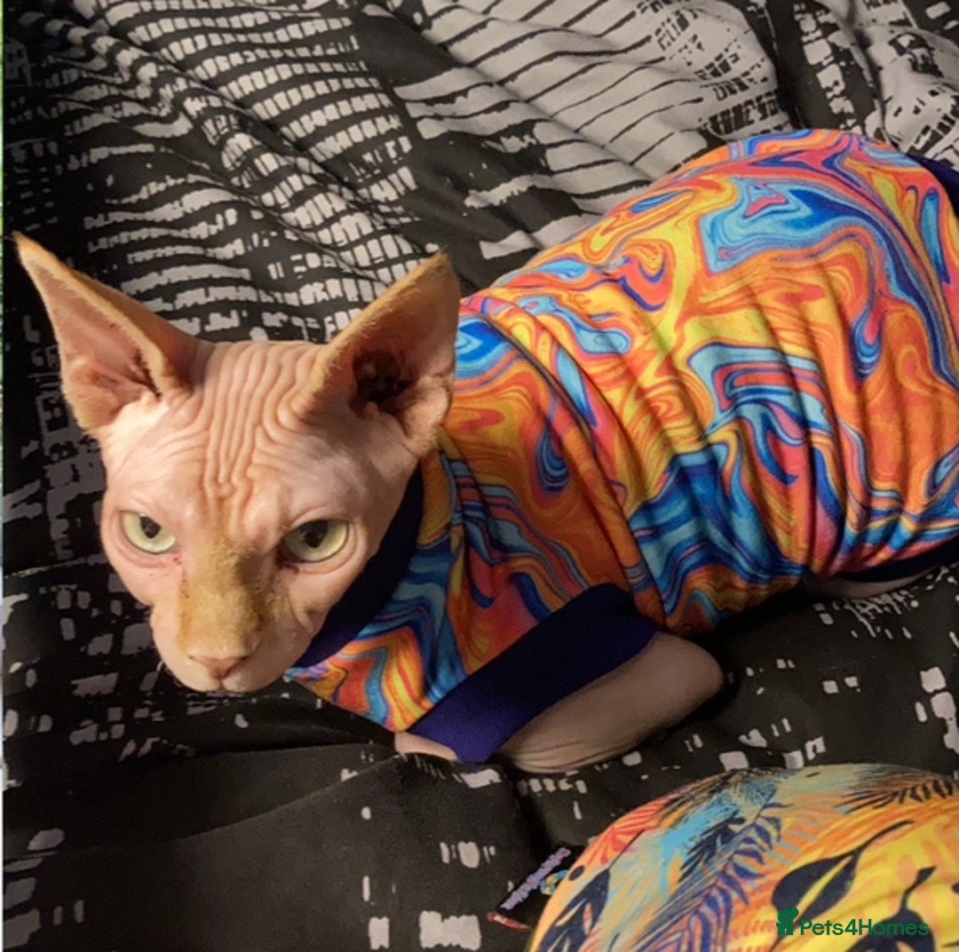 Sphynx cats for sale: ** For Adoption ** Sphynx Cats - Image 2