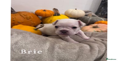 French Bulldog dogs - Advert 3