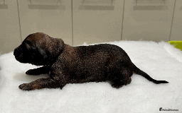 Afghan Hound dogs for sale: Afghan Hound Litter AVAILABLE - Image 7