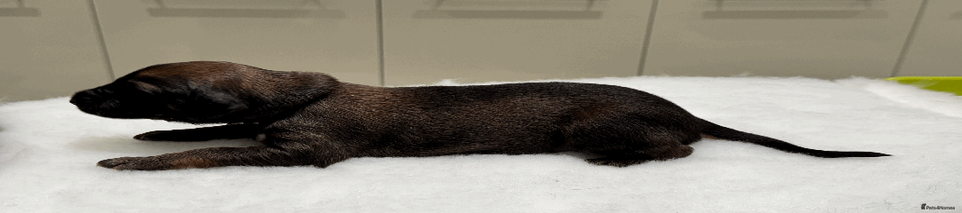 Afghan Hound Puppy 2