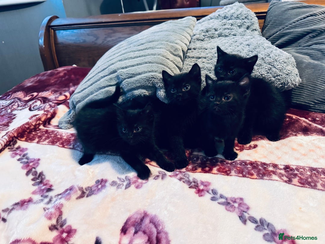Mixed Breed cats for sale: Kittens - Image 6