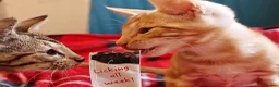 Mixed Breed cats for sale: Best Friends in Training! Bengal x sphynx  - Advert 25