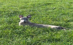 Whippet dogs for sale: Loving Brindle KC Reg Whippet boy - Image 11