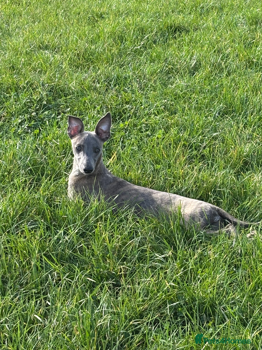 Whippet dogs for sale: Loving Brindle KC Reg Whippet boy - Image 11