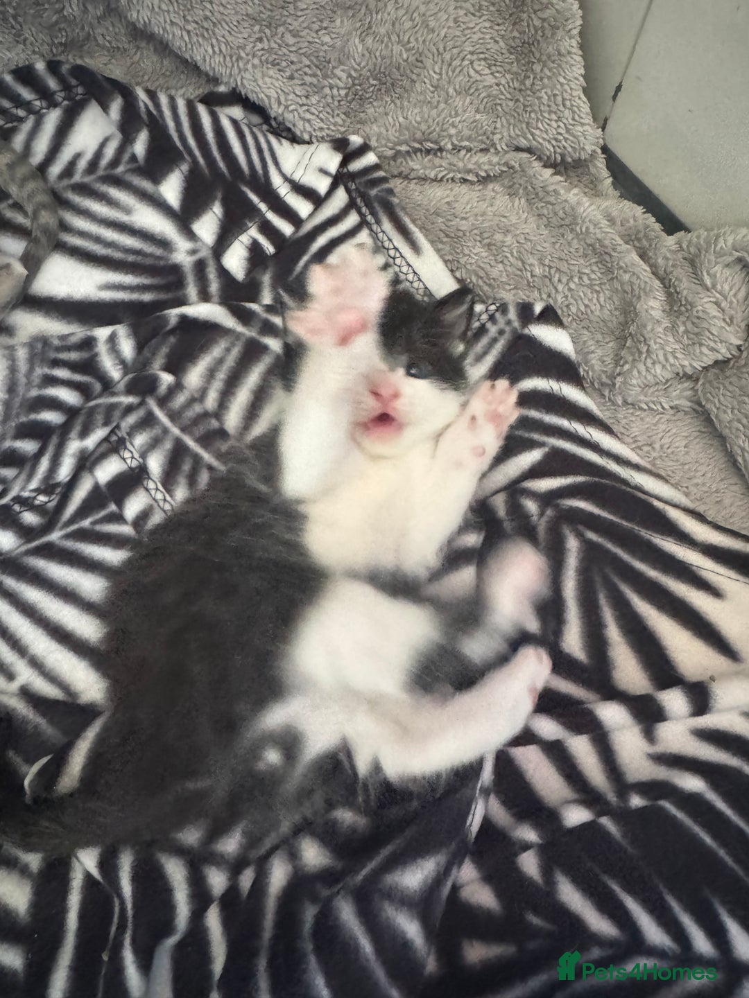 British Shorthair cats for sale: kittens for sale!  - Image 3
