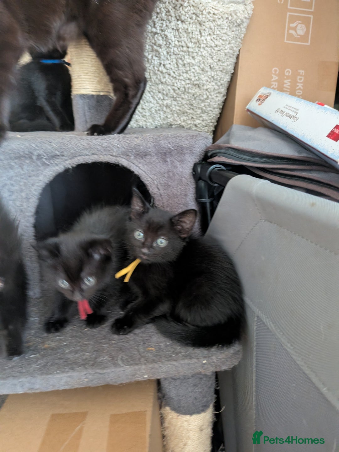 Maine Coon cats for sale: Last 2 beautiful Maine coon x males  - Image 14