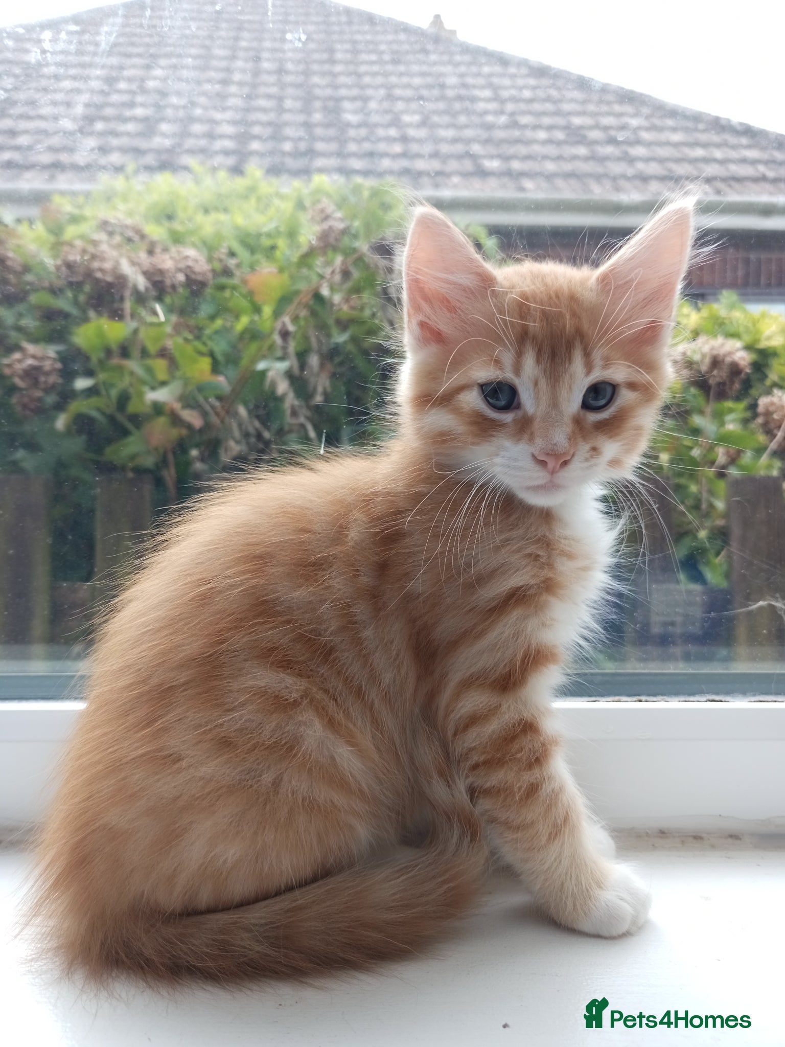 Mixed Breed cats for sale: 🐱 Beautiful Kittens Available 🏡 - Advert 4