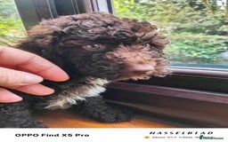 Cockapoo dogs for sale: Toy cockapoos READY NOW  - Image 21