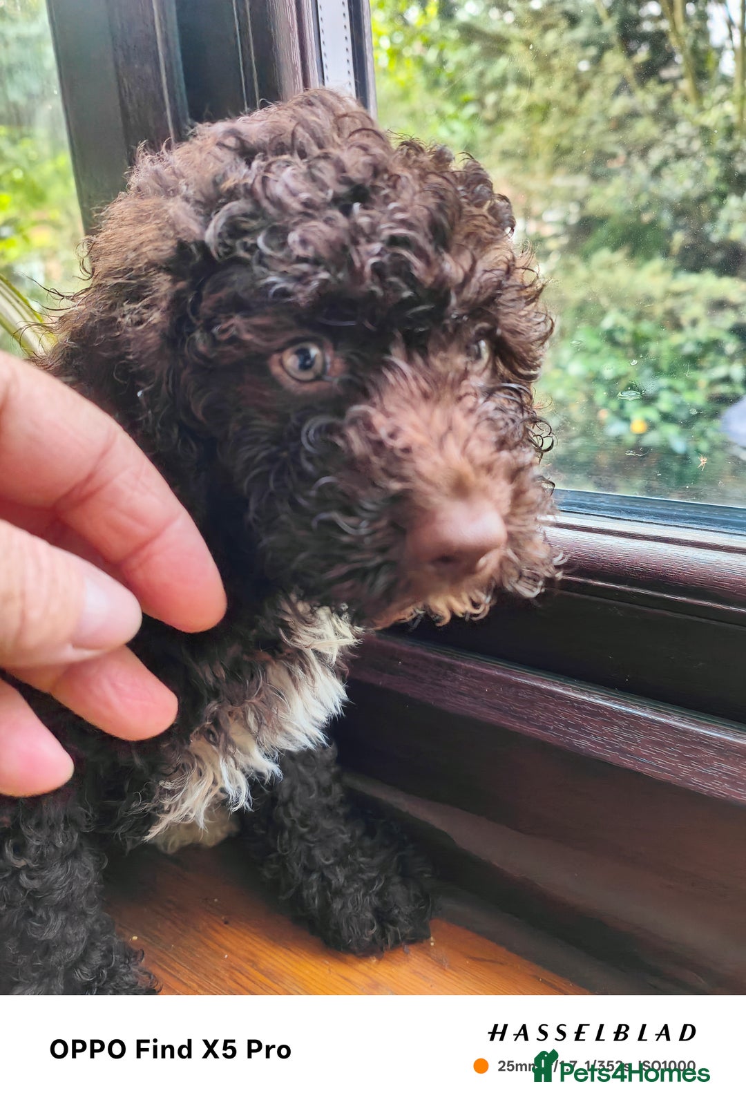 Cockapoo dogs for sale: Toy cockapoos READY NOW  - Image 21