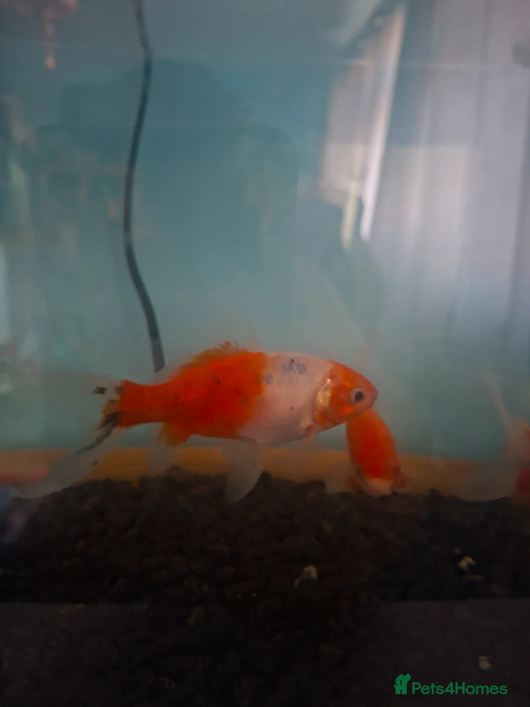Goldfish fish for sale: 4 gold fish  in Chichester - Advert 5