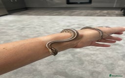 Corn Snake reptiles for sale: 1 Year old Male Corn Snake with Full Set Up - Image 2