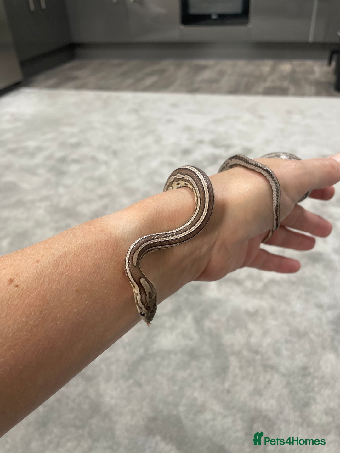 Corn Snake reptiles for sale: 1 Year old Male Corn Snake with Full Set Up - Image 2