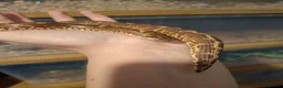 Snake reptiles for sale: Kenyan sand boa female in Oldham - Advert 3